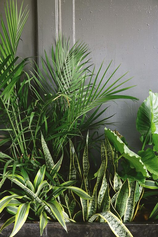 How to Refresh Your Home with Plants